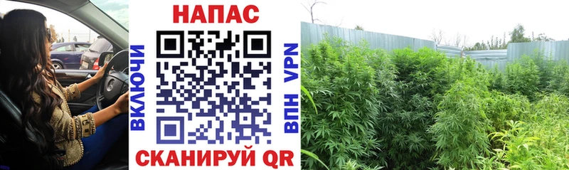 Конопля LSD WEED  наркошоп  Гдов 